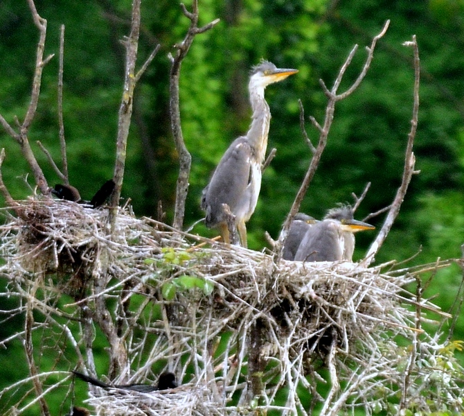 Ardea cinerea